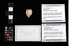 Foto (Objekt + Etikett) von Galatheoidea indet.  (NHMW-GEO-2014-0194-0633)